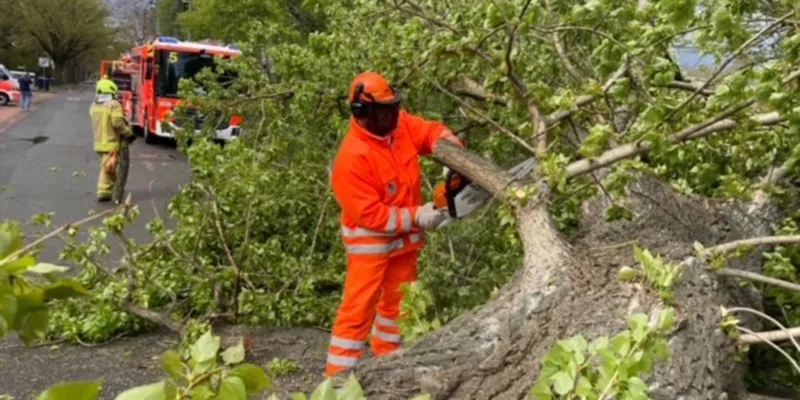 Ein gro&szlig;er Baum ist durch einen Sturm auf die Stra&szlig;e gest&uuml;rzt.